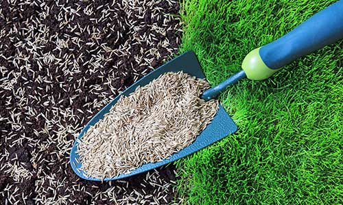 Grass Seeding